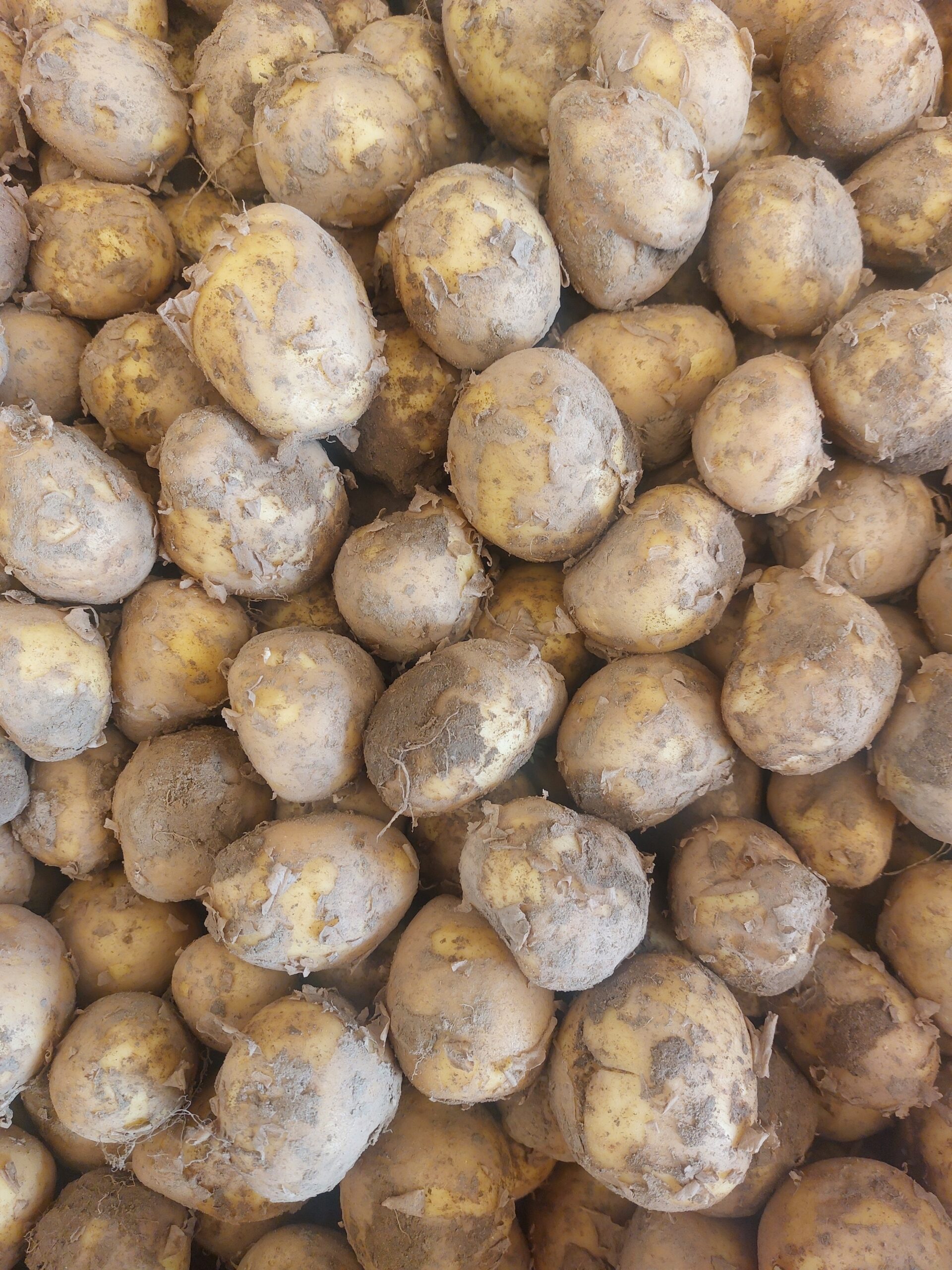 Värske Talu Kartul Paroli 1kg