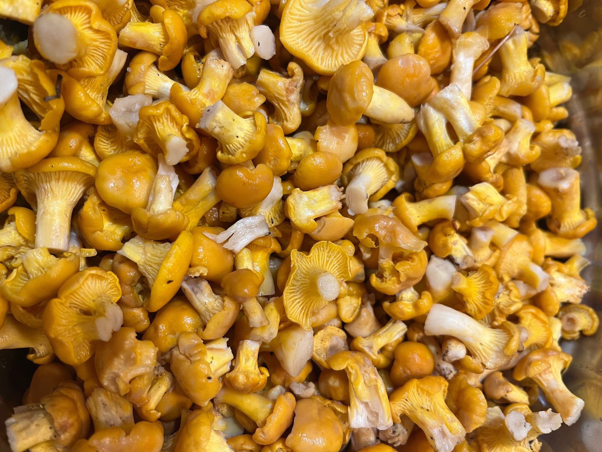 Kukeseened 0.5kg