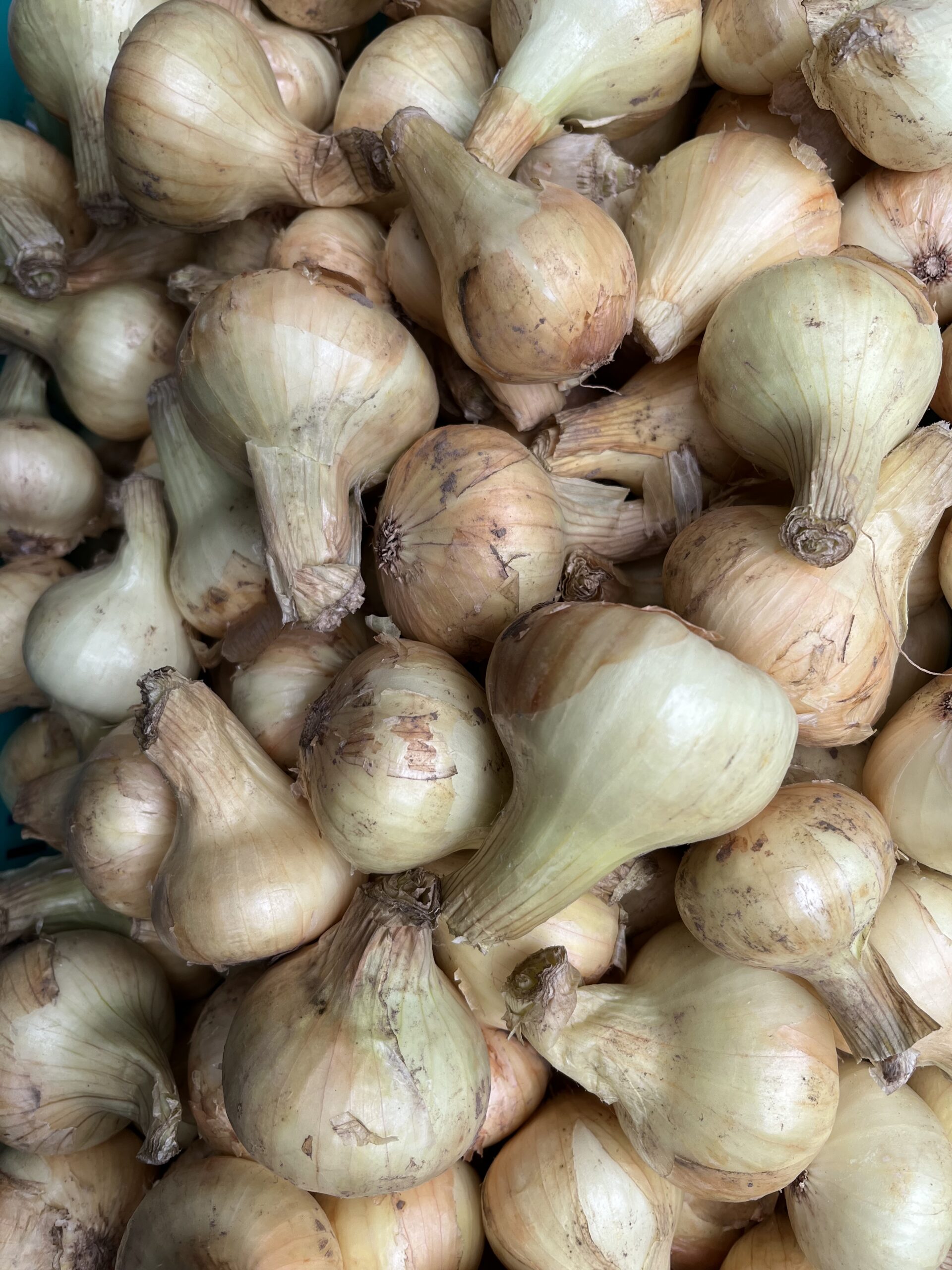 Peipsi Mugulsibul 1kg