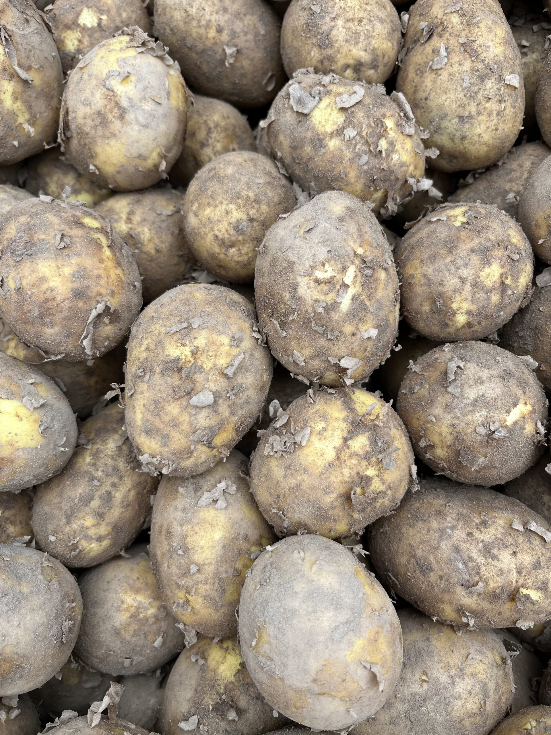 Talu Kartul Paroli 1kg