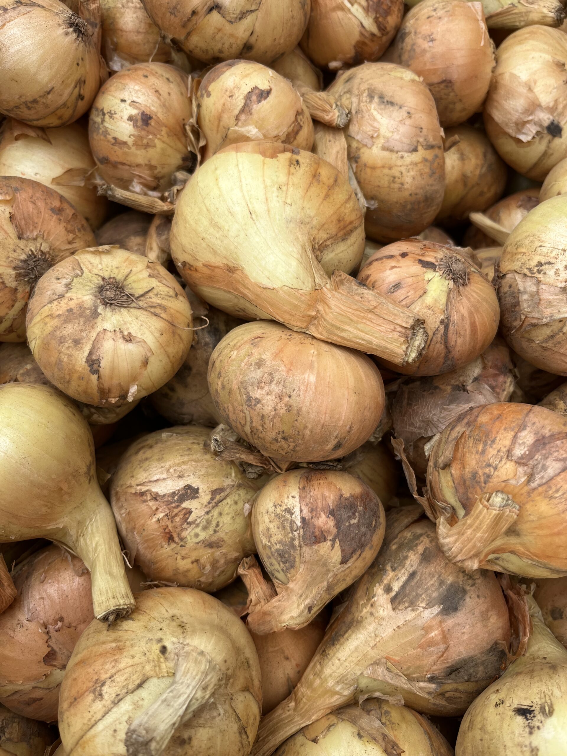 Peipsi Mugulsibul 1kg