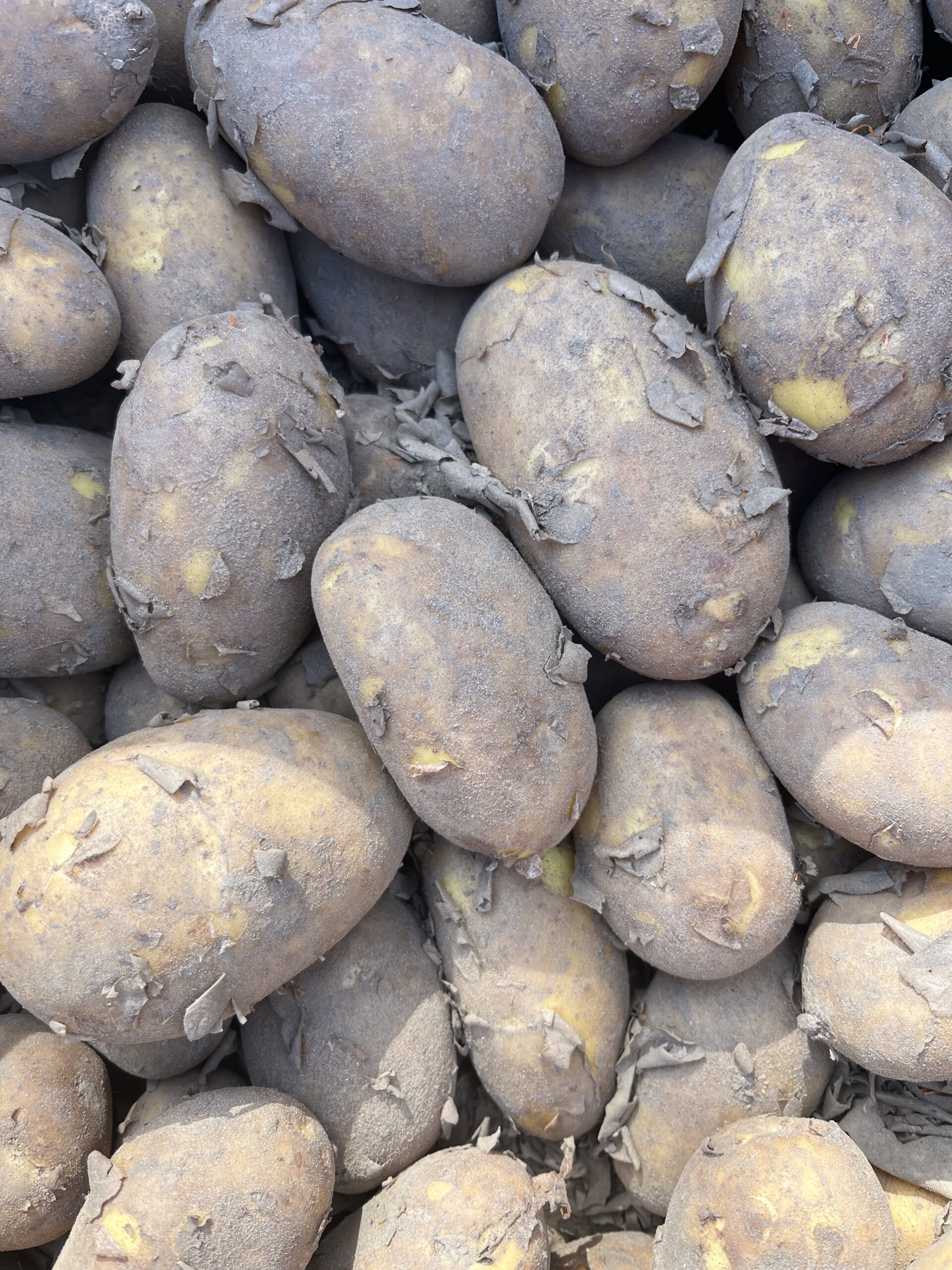 Talu kartul Flavia 1kg