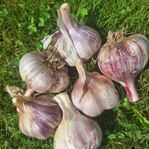 Peipsi küüslauk