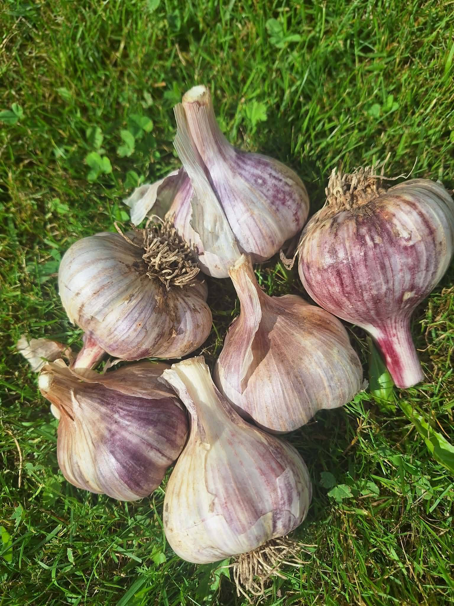 Peipsi küüslauk