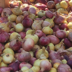 Peipsi sibul