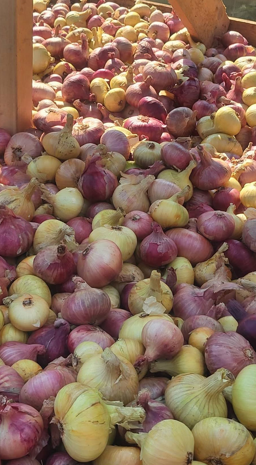 Peipsi sibul 1kg
